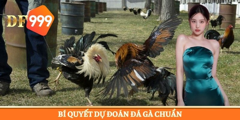 Mẹo chọn cửa cược chiến kê tối ưu cơ hội chiến thắng