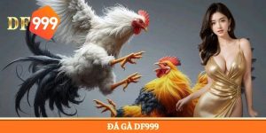 Đá Gà DF999 - Điểm Đến Cá Cược Trực Tuyến An Toàn 2026